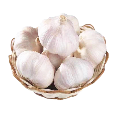 新蒜多瓣山东产新鲜大蒜蔬菜