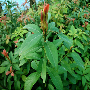 金丝楠木绿化树苗熟货容器袋苗四季种植珍稀名贵别墅庭院工程苗木