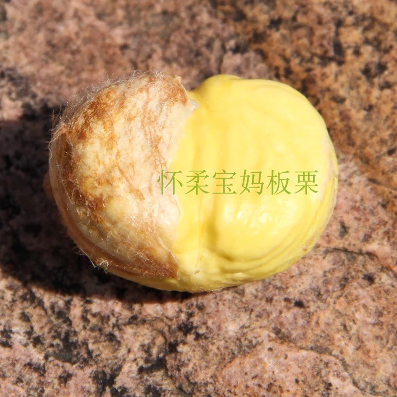 2026年怀柔油栗板栗生鲜毛栗子鲜板栗生板栗带壳包邮