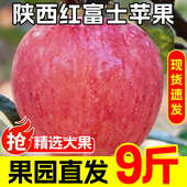 9斤冰糖心 脆甜丑平果应季 产地直发 陕西红富士苹果新鲜当季