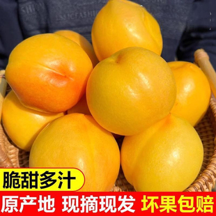 正宗北戴河杏梅秦皇岛杏梅新鲜水果当季现摘现发孕妇水果脆甜多汁