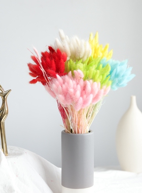 兔尾草狗尾草永生花国产干花真花玻璃罩装饰田园室内客厅拍摄道具