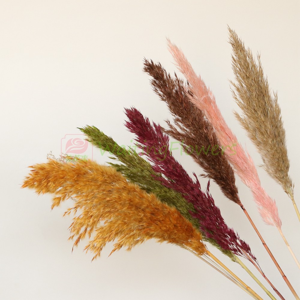 芦苇空气草永生花进口彩色马卡龙婚庆配材50180/51320插花瓶,鲜花速递/花卉仿真/绿植园艺,永生花,淘宝优惠券,粉丝福利购,淘宝优惠卷