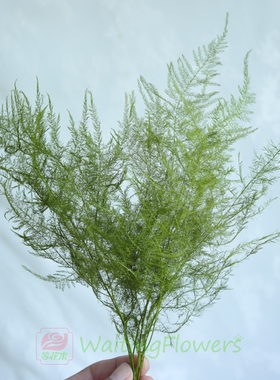 等花来大地农园进口保鲜花文竹02110-700手工diy材料包永生花材