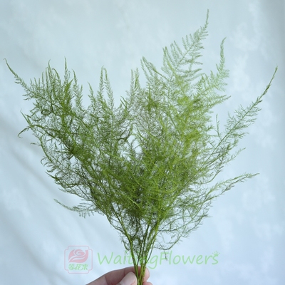 大地农园进口文竹手工diy保鲜花