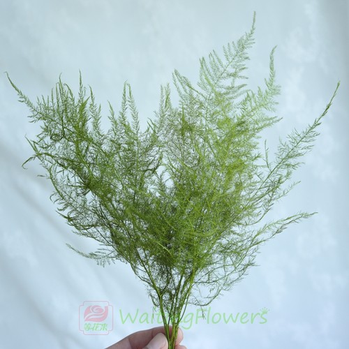 大地农园进口文竹手工diy保鲜花