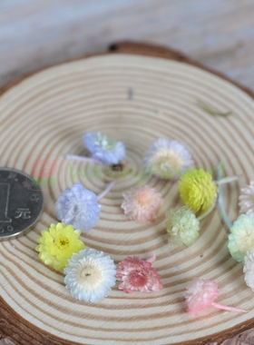 蜡菊美人菊进口永生花花环diy原材料插瓶花拍摄道具32052文艺ZAKA