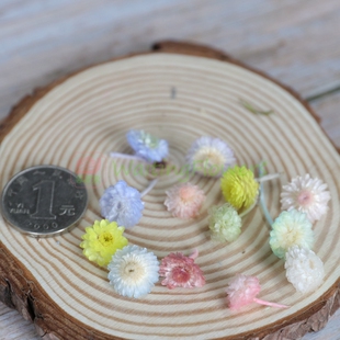 蜡菊美人菊进口永生花花环diy原材料插瓶花拍摄道具32052文艺ZAKA