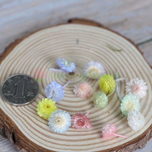 蜡菊美人菊进口永生花花环diy原材料插瓶花拍摄道具32052文艺ZAKA