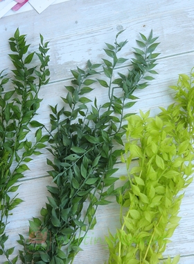 等花来大地农园富贵叶小尖叶10690/03560材料包diy永生花叶子