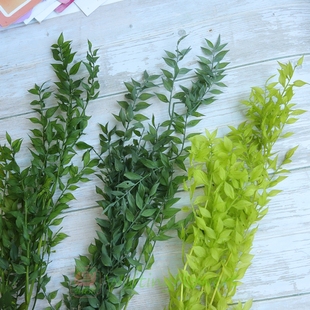 等花来大地农园富贵叶小尖叶10690/03560材料包diy永生花叶子