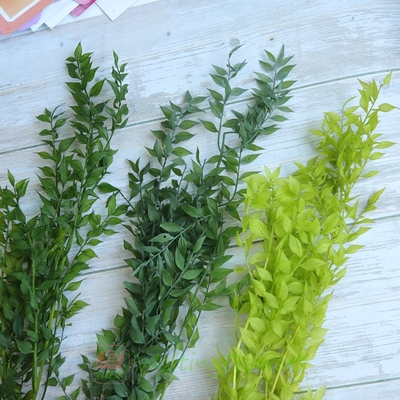 大地农园03560永生花富贵叶