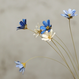 永生花干花海葵花DIY进口大地农园瓜子壳花32140/32360燕子花