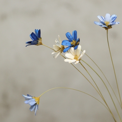 等花来diy制作大地农园永生花