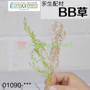 BB草米蒿金色绿色01090 大地农园进口永生花插花玻璃罩保鲜花