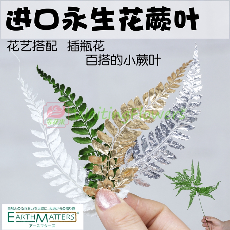 大地农园50330保鲜花配叶手工diy材料包进口永生花羊齿叶蕨叶