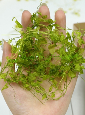 进口永生花绿色草叶03320系列花盒原材料diy搭配桑叶藤永生保鲜花