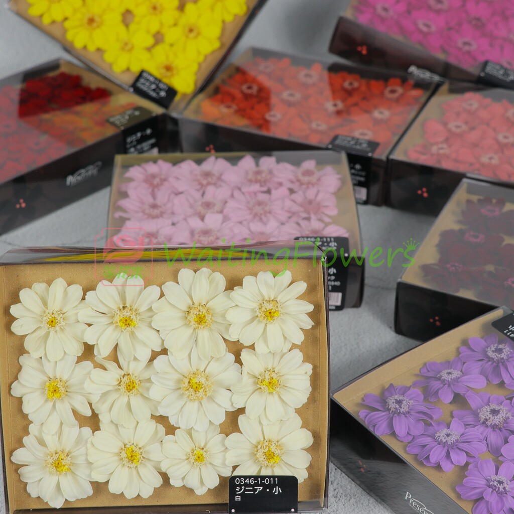 大地农园进口永生花百日菊小野菊04121小花03461/03464/小雏菊花