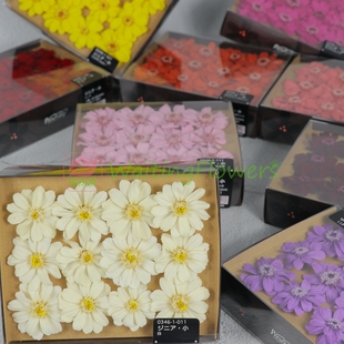 大地农园进口永生花百日菊小野菊梦幻小花03461/03464/小雏菊花