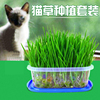 P猫草小麦种子套装 去化毛球肠胃调理猫薄荷零食水晶营养土