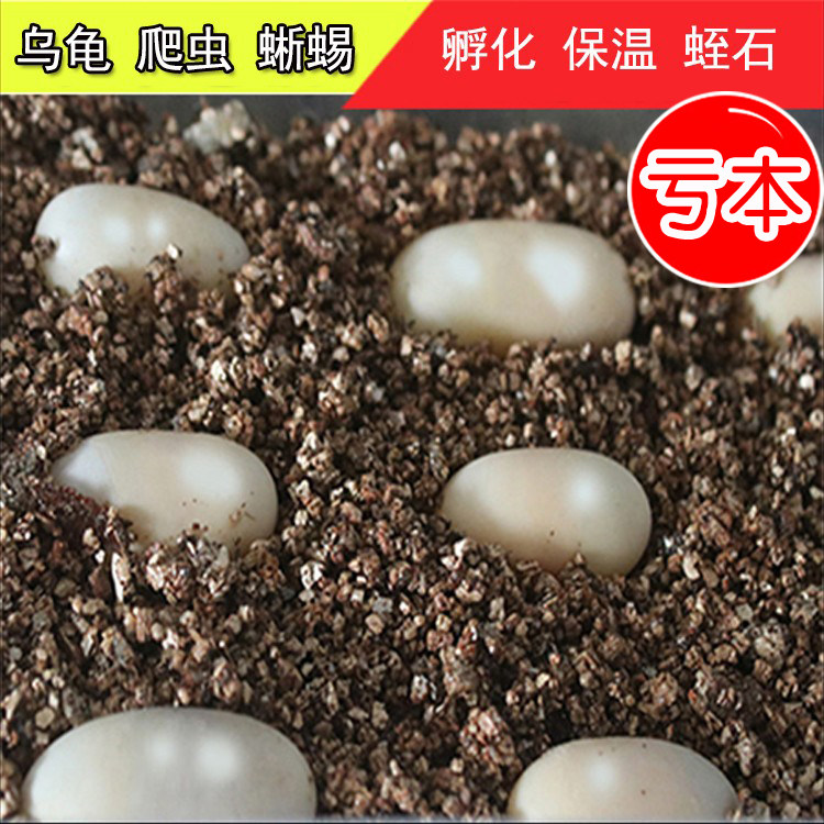 盘点世界上最小的 7 种犬种！每一个都可爱至极！哈希娱乐- 哈希游戏平台- 哈希游戏官方网站