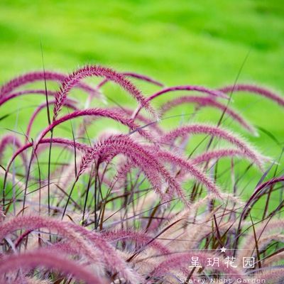 狼尾草观赏草庭院四季花境花苗