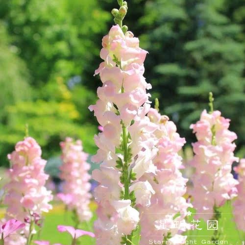 花苗带花金鱼草庭院花卉四季开花