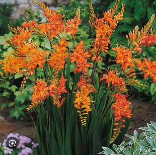 多年生宿根耐热花雄黄兰火焰兰火星花苗盆栽别墅花园庭院花境植物