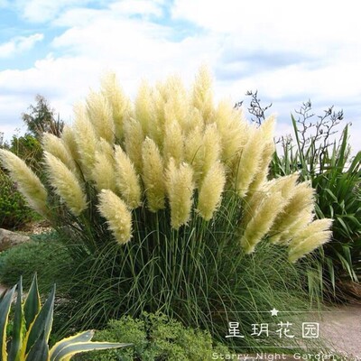 观赏草蒲苇草花花境植物夏秋冬