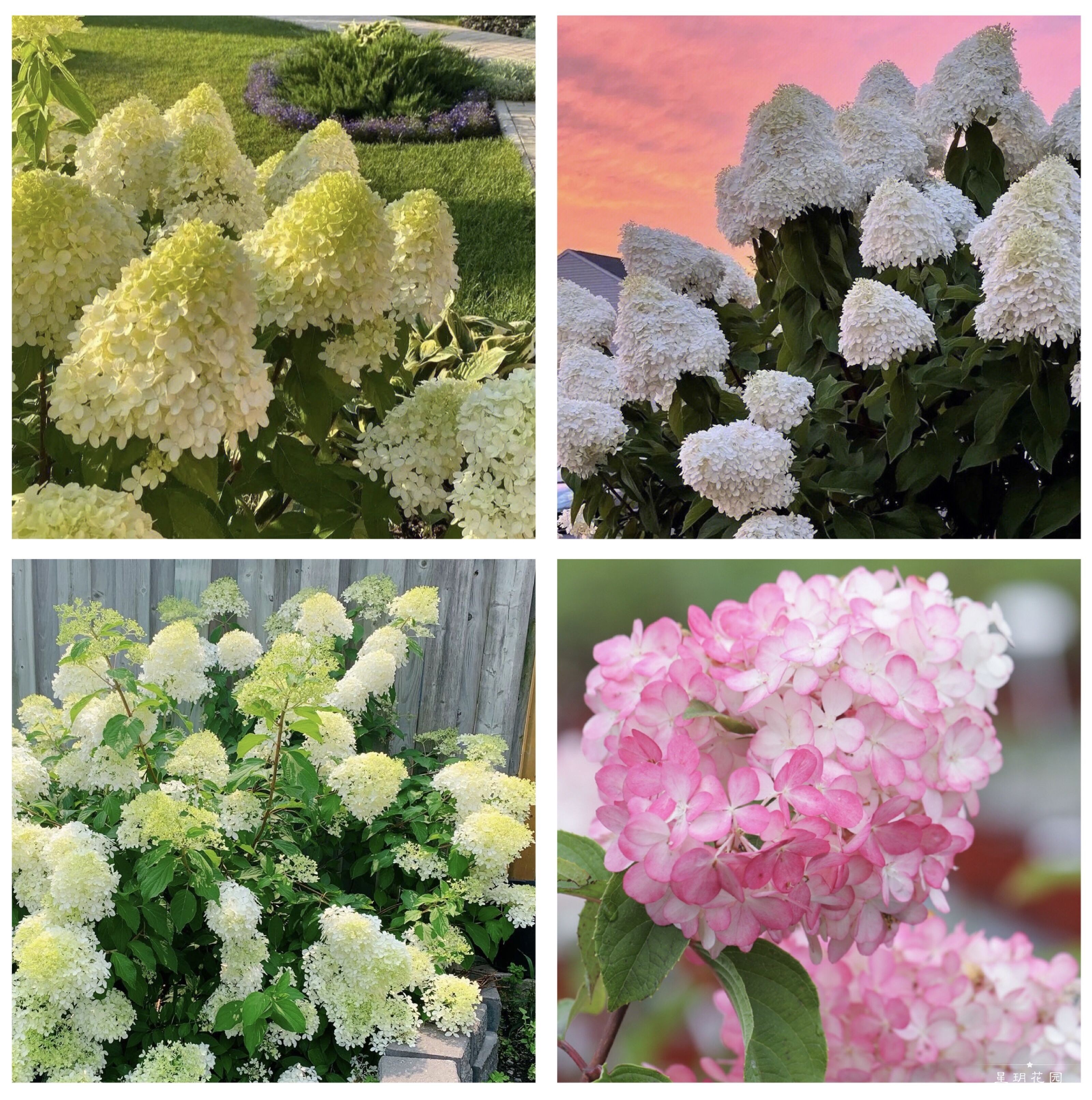 圆锥绣球耐寒耐热花境植物庭院