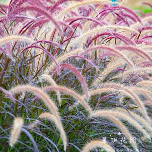 多年生花卉紫花狼尾草紫叶观赏草花苗盆栽别墅花园庭院花镜境植物