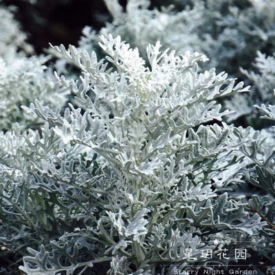 四季常青户外耐寒花卉绿植银叶菊花苗观叶庭院花园花境植物花箱花