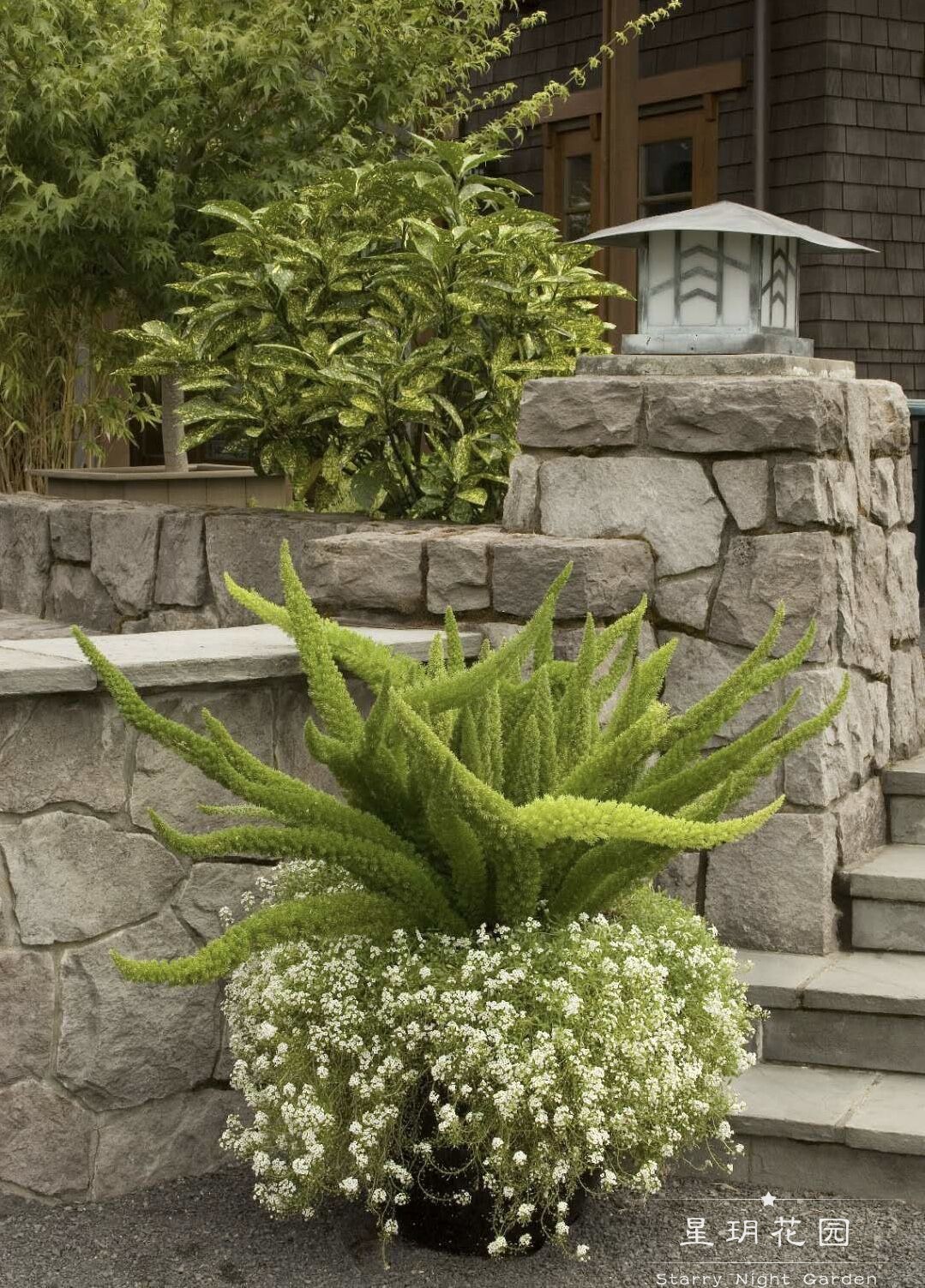 四季常绿观赏草花苗狐尾天门冬盆栽阳台绿植别墅庭院花园花境植物