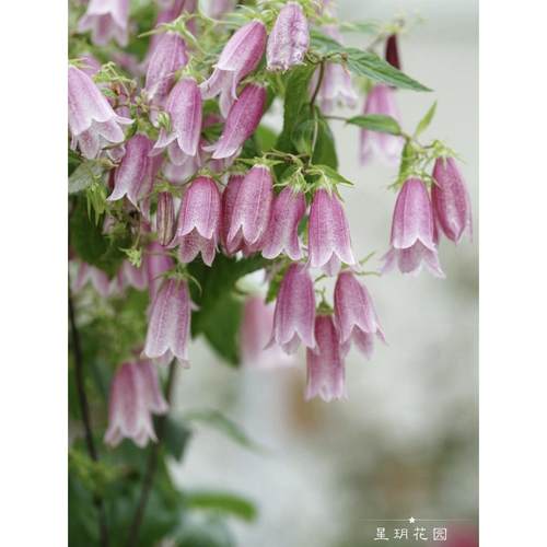 紫斑风铃花园四季花境植物耐寒