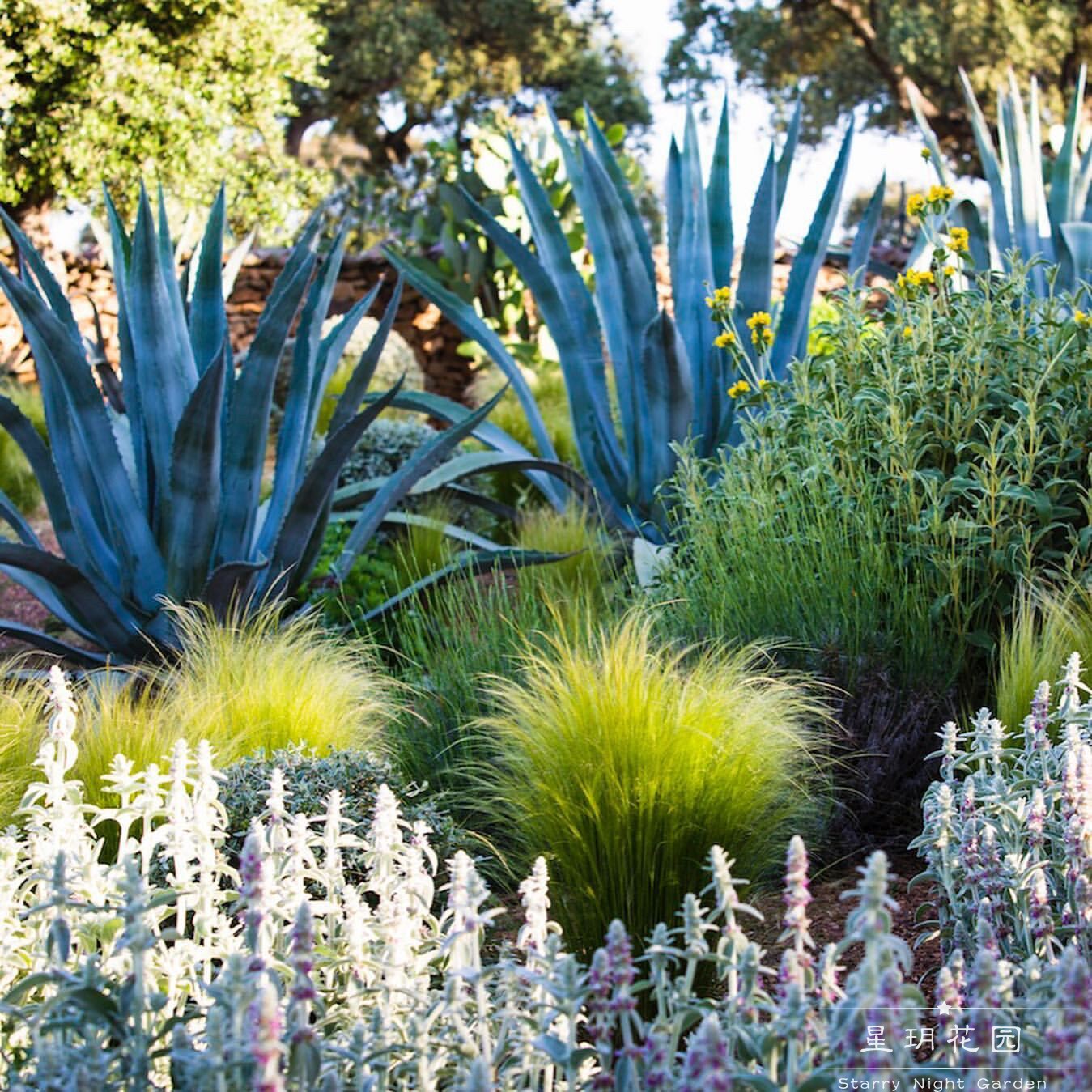 常绿耐寒耐热绿植蓝美洲龙舌兰植物别墅花园庭院民宿沙生花境植物