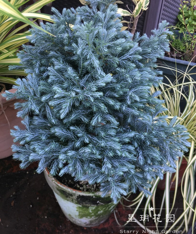 多年生蓝湖柏蓝色波尔瓦耐寒柏树