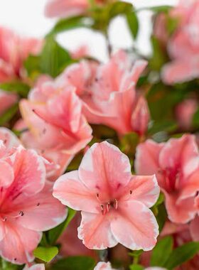 杜鹃花四季云隙阳光灌木花卉常绿