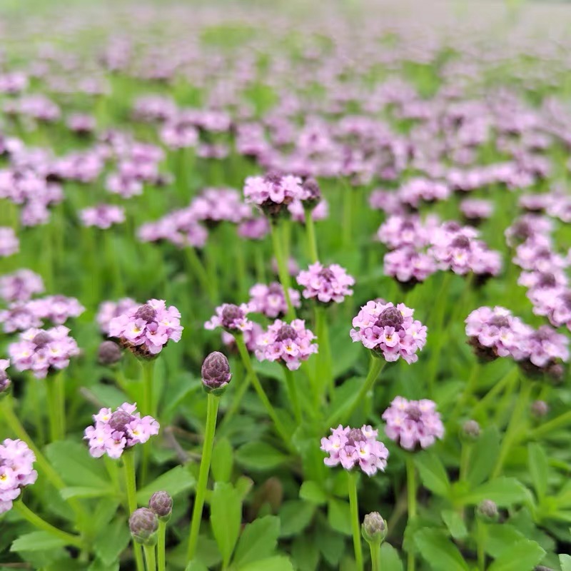 庭院花园宿根耐寒矮生地被植物