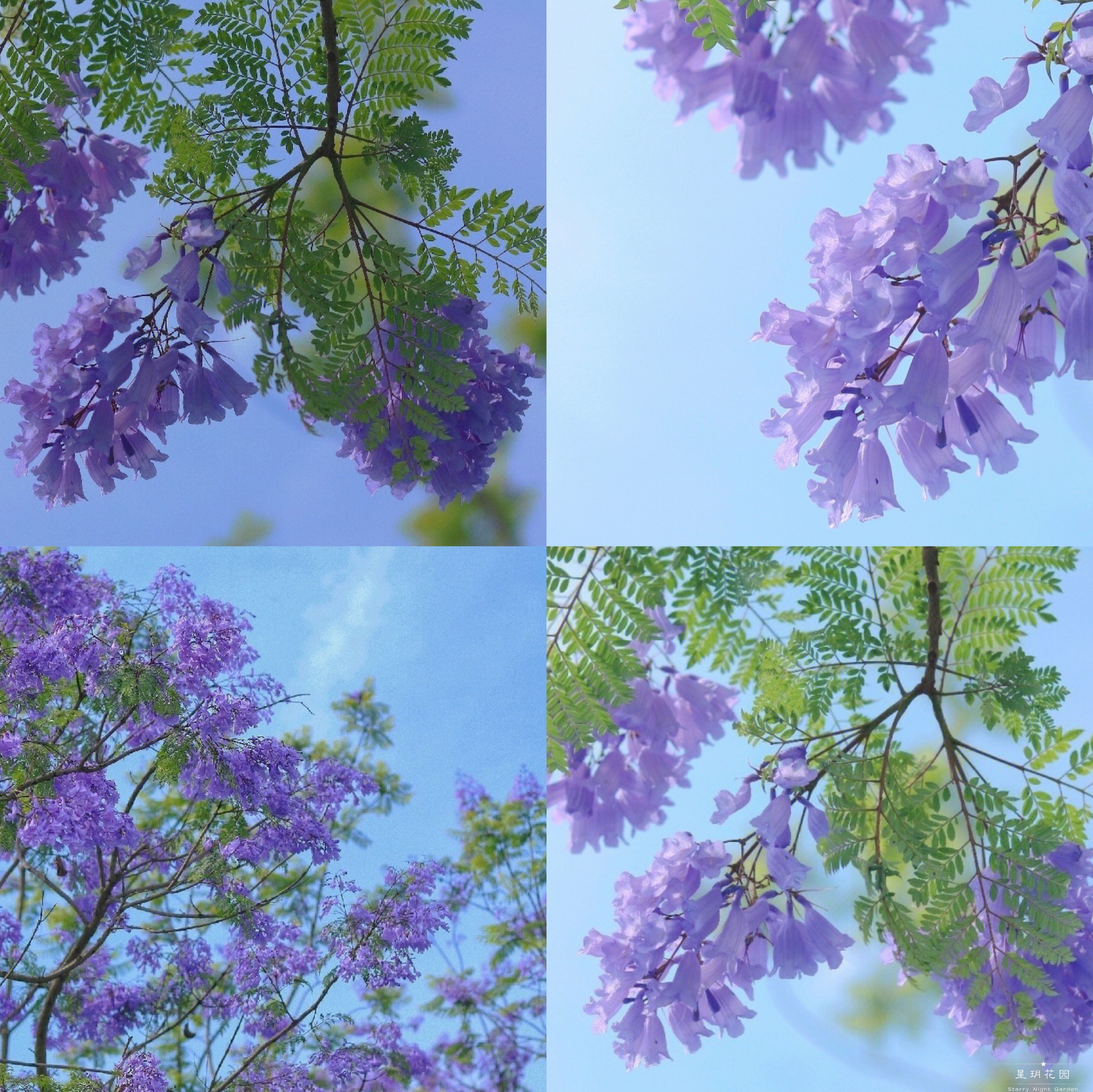 多年生花卉蓝花楹蓝楹花树苗盆栽绿植别墅花园树灌木庭院别墅植物
