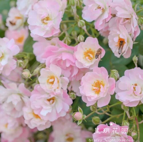 攀爬藤本月季庭院花园多花蔷薇