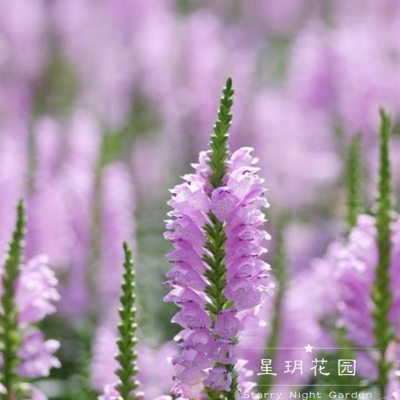 草花花园庭院植物常绿四季假龙头