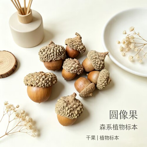 【圆橡果】橡果圣诞装饰壳斗科干果幼儿园diy手工材料拍摄道具