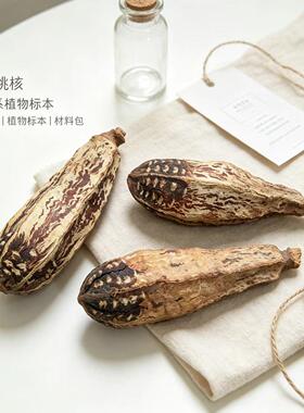 杨桃果进口天然干花果实diy手工插花标本花环装饰植物干花挂饰