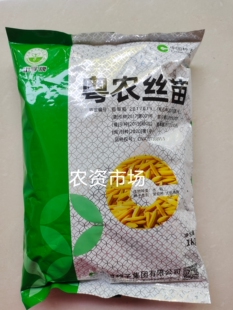 粤农丝苗常规一季中稻抗病能力强抗倒 产量高生育期130天左右