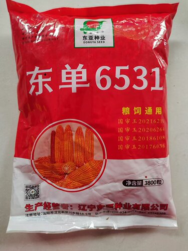 东单6531 抗倒矮杆饲料玉米种子大田春夏播红轴杂交玉米种籽高产