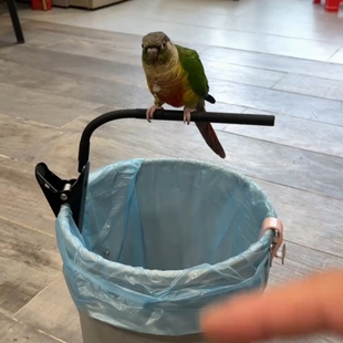 鹦鹉定点排便站架玄凤小太阳和尚垃圾桶拉屎夹子创意拉粑粑专用