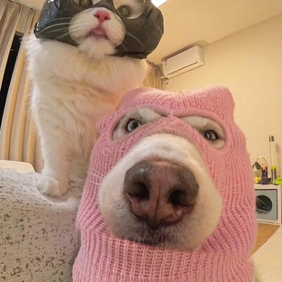 宠物头套创意针织狗狗强盗变装秀外出防风可爱高颜值猫狗通用面罩