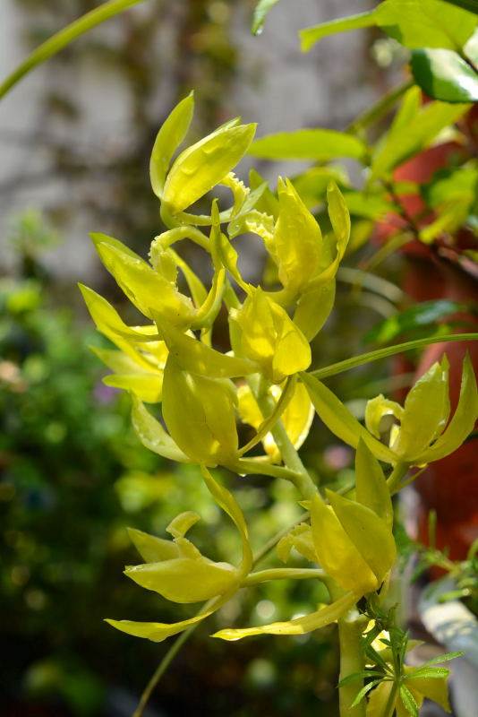 蕙兰传统古老品种荷型素心名品""翠定荷素""(打折)