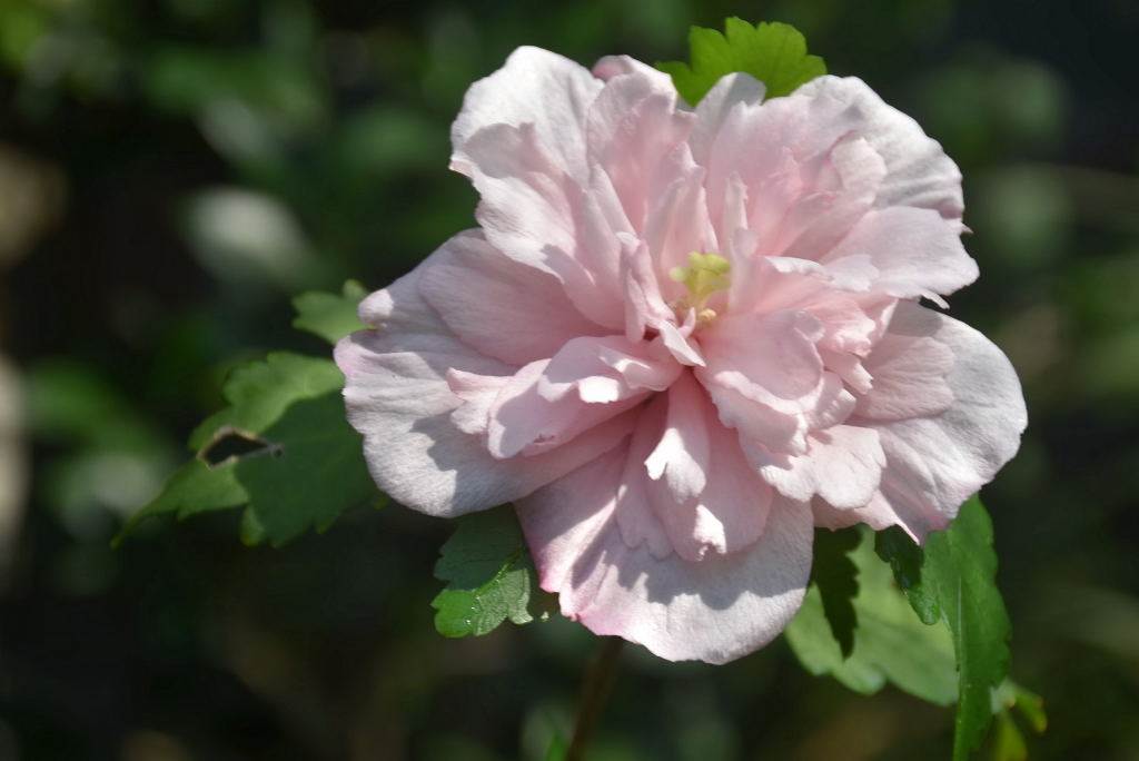 粉红色重瓣木槿花"薄荷冰沙"