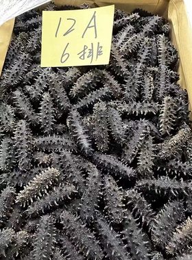 淡干海参特价干货包邮